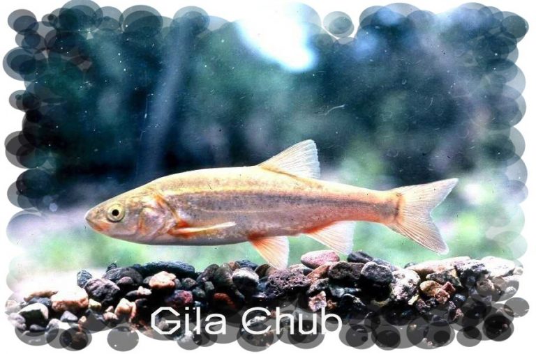 Arizona’s Fish Species – Anglers United